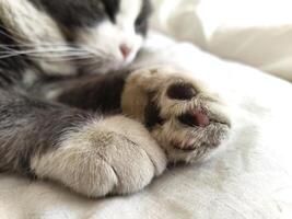 Sleeping Cat's Paw Detail photo