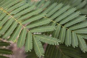 Fern leaves in nature photo