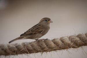 Sparrow perched on the rope photo