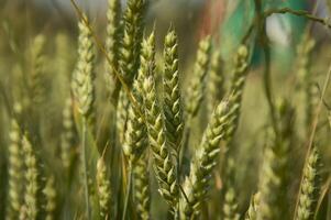 Ears of barley photo