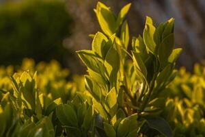 Green leaves foliage at sunset photo