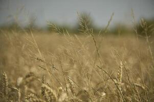 Weed grass in a barley cultivation photo