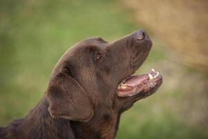 Labrador dog Portrait photo