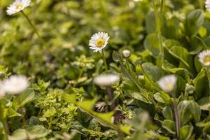 Group of Daisies in a Field of Grass photo