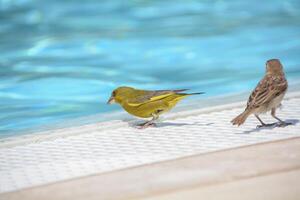 Colorful birds drink water photo