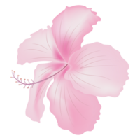 un rosado Rosa o hibisco flor aislado en antecedentes png