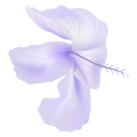 hibiscus indigo roos kaasjeskruid bloem isoleren Aan transparantie achtergrond png