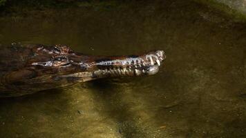 False gharial or Tomistoma looking to camera - Tomistoma schlegelii video