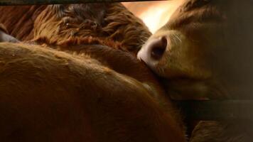 Heads of cattle stacked in a stable video