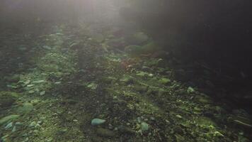 Submerging in a river, view of superior part and bottom of a river video