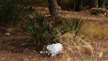 basura pantalones con basura en un pino bosque video