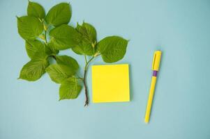 Square sheets, yellow sticker, top view, a branch with green leaves on a bright blue table with photo