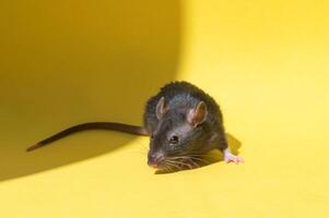 A pet rat sits on a yellow background with a place for text photo