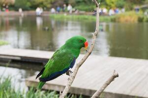 Green Eclectus Parrot on Branch Over Water photo