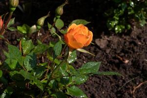 escarlata rosas con agua gotas. Rosa flor súper miembro de compañía teatral con gotas en el antecedentes foto