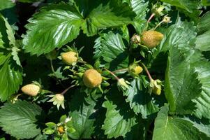 A bush of unripe organic strawberries in the garden close-up. Growing a crop of natural strawberries photo