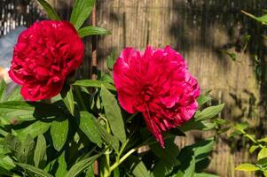 Red peonies in the garden. Blooming red peony. Closeup of beautiful red Peonie flower. photo