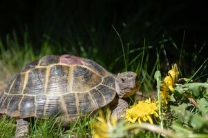 central asiático tortuga come amarillo diente de león flores en el calle. mascota retrato foto