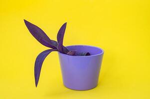 Purple heart plant gossamer pale tradescantia with purple leaves growing in a purple pot photo