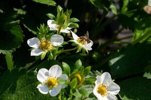 A wasp sits on a white strawberry flower during the day in nature photo