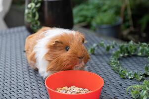 A long-haired guinea pig is sitting indoors on the floor near a plate of food photo