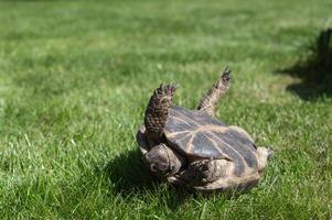 Land tortoise fell down and upside down lies on the grass photo