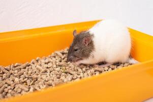 Brown and white rat in orange container with pet food. photo