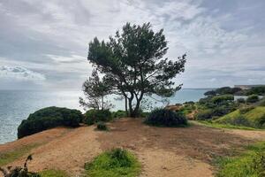 sereno costero paisaje con solitario árbol, rocoso playa acantilados con natural arcos foto