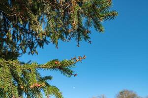 Spruce tree with small cones against the blue sky in spring. Place for text photo