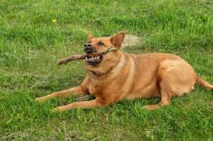 un grande rojo perro sostiene un palo en su dientes mentiras en el césped. el perro mentiras en el césped foto