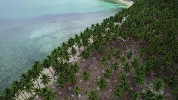 Aussicht von über zu Kokosnuss Strand im Palme Bäume im das Philippinen video