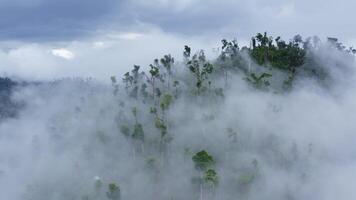 des nuages parmi le des arbres après une tropical averse drone vue video