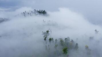 POV flight in Clouds among the trees in the mountains video