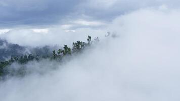 aerial view in Clouds among the trees after a tropical downpour video