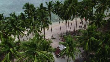 Drone flies through palm trees on the beach video