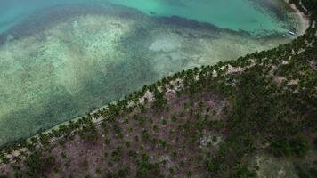 Noce di cocco spiaggia nel palma alberi nel il Filippine video