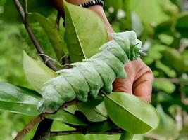 retrato de un verde oruga con espinas en un encantador detallado hoja, adecuado para biología materiales, presentaciones o otro educativo contenido. foto