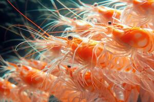 The Underwater Dance of Colors A Stunning Shrimp photo