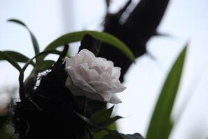 close up of white roses near orchid plants with a blurry background photo