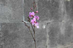 Purple Doritis orchid Flower with Nature Stone Background photo