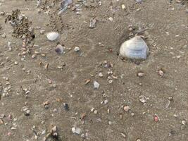 fossil snails or shells on the beach photo