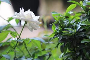 close up of white roses with a blurred background, in front of the terrace of the house photo