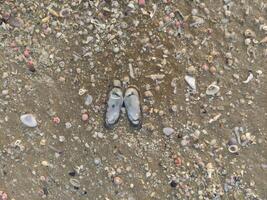 marrón arenoso suelo textura con un colección de pequeño conchas en el playa foto