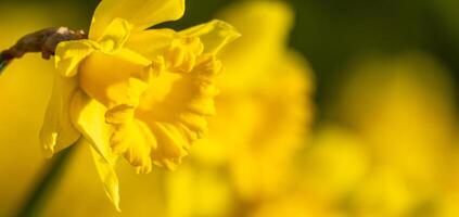 A yellow flower with a yellow center and yellow petals. The flower is in the foreground and the background is green. photo