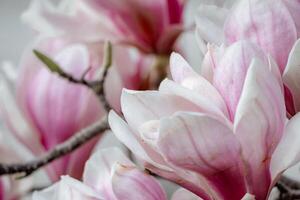 magnolia sulanjana flores con pétalos en el primavera estación. hermosa rosado magnolia flores en primavera, selectivo enfoque. foto