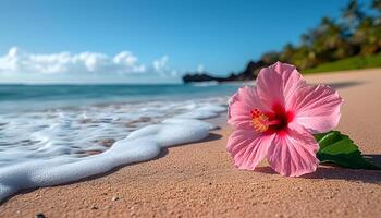 Pink hibiscus flower on the beach with sea wave background. photo