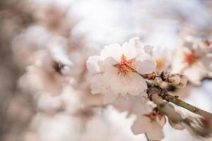 blanco flores almendra primavera, adornar árbol ramas debajo brillante luz de sol, calificación el llegada de primavera. foto