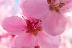 close up pink peach flower against a blue sky. The flower is the main focus of the image, and it is in full bloom. photo