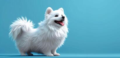 Poised and plush, a white spitz stands dignified against a minimalist turquoise canvas, space for text photo