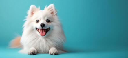 A serene canine figure against a pastel sky, white spitz, embodiment of gentle beauty, copy space photo